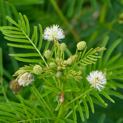 Legume Illinois Bundle Seeds