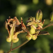 Japanese Toad Lily Tricyrtis Puberula Seeds