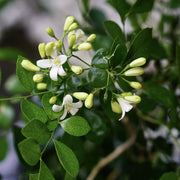 Fragran Orange Jessamine Seeds