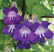 Joan Lorraine Asarina Seeds, Herbal
