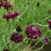 Black Bachelor Button Seeds