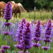 Hummingbird Mint Seeds
