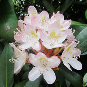 Rosebay Rhododendron Seeds