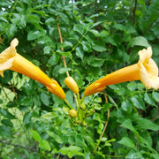 Flava Campsis Radicans Seeds