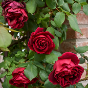 Red Climbing Rose Seeds