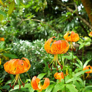 Orange Turk's Cap Lily Seeds