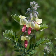 Medicinal Perennial Goat's Rue Seeds