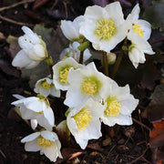 Winter Christmas Rose Seeds