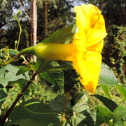 Hawaiian Woodrose Merremia Tuberosa Seeds