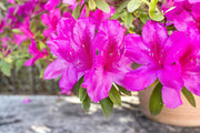 Evergreen Shrub Japanese Azalea Seeds