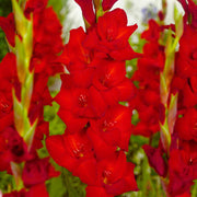 Vibrant Red Gladiolus Seeds