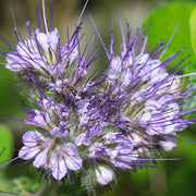 Perennial Pennyroyal Seeds