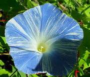 Flying Saucers Morning Glory Seeds