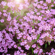 Ground Cover Soapwort Seeds