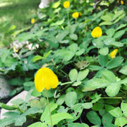 Pinto Peanut Seeds
