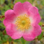 Sweet Briar Rose Rosa Rubiginosa Seeds