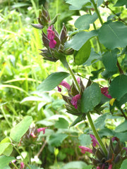 Hummingbird Sage Salvia Spathacea Seeds