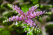 Broadleaf Stonecrop Sedum Pulchellum Seeds