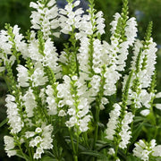 White Obedient Seeds