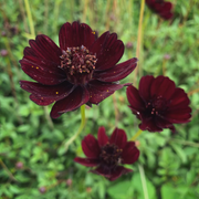 Chocolate Cosmos Cosmos Seeds