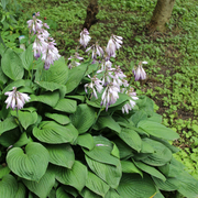 Sieboldiana 'Elegans' Hosta Seeds
