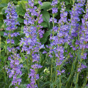 Rocky Mountain Beardtongue Penstemon Strictus Seeds