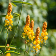 Alata Cassia Seeds