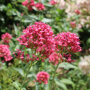 Perennial Red Valerian Seeds