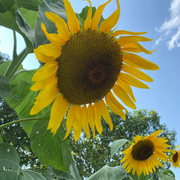 Mongolian Giant Sunflower Seeds