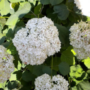 Hardy Smooth Hydrangea Seeds