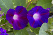Star of Yelta Morning Glory Seeds