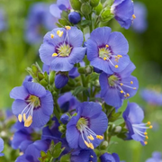 Perennial Jacob's Ladder Seeds
