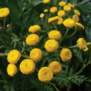 Tansy Seeds - For Home Gardens Seeds