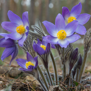 Violet Anemone Seeds