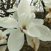 Large White Yulan Magnolia Seeds