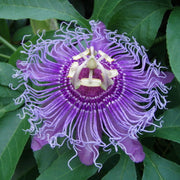 Purple Passionflower Seeds