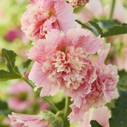 Carnival Pink Hollyhock Seeds