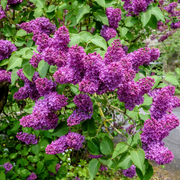 Syringa Vulgaris Lilac Seeds