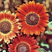 Sunflower Indian Blanket Seeds