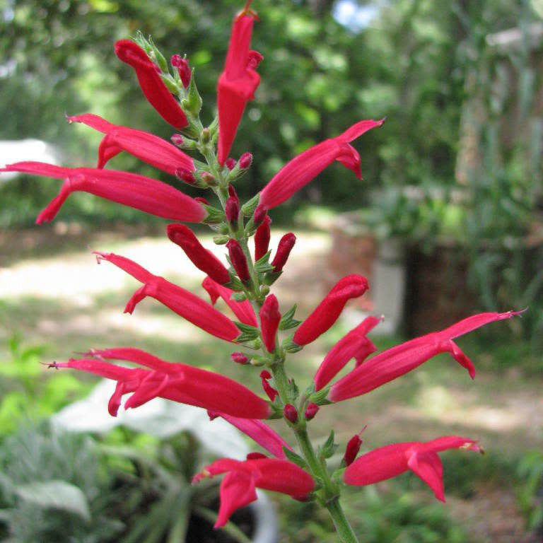 Aromatic Pineapple Sage Seeds, Herbal