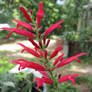 Aromatic Pineapple Sage Seeds, Herbal