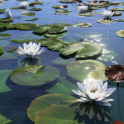 White Water Lily Nymphaea Seeds