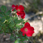 Red Rosa Rugosa Seeds