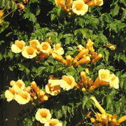 Trumpet Creeper Seeds