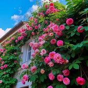 Pink Climbing Rose Vine Seeds