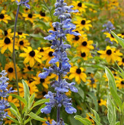 Blue Salvia Seeds