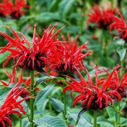 Scarlet Beebalm Seeds