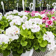 White Geranium Seeds