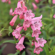 Pink Penstemon Seeds