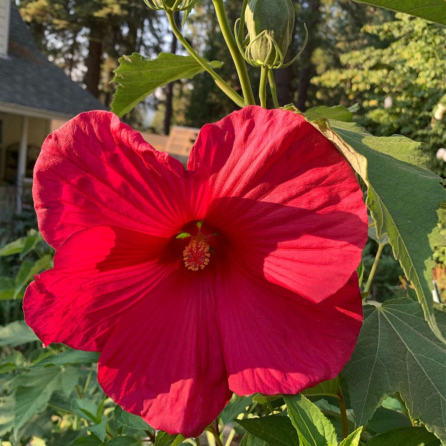 Dinner Seeds, Hibiscus moscheutos
